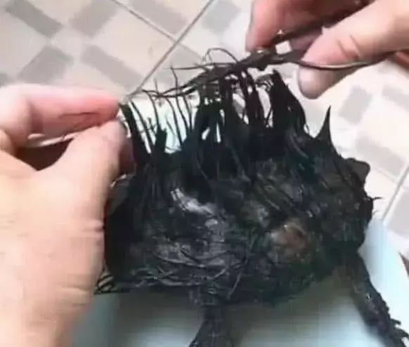 男子買了一只綠毛龜，嫌邋遢想給它剪毛發，剪到一半后卻后悔不已