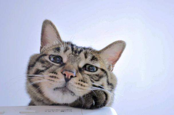 你家的猫咪胆子大么，你知道猫咪被吓到怎么办么？希望我的这篇文章能帮到你！