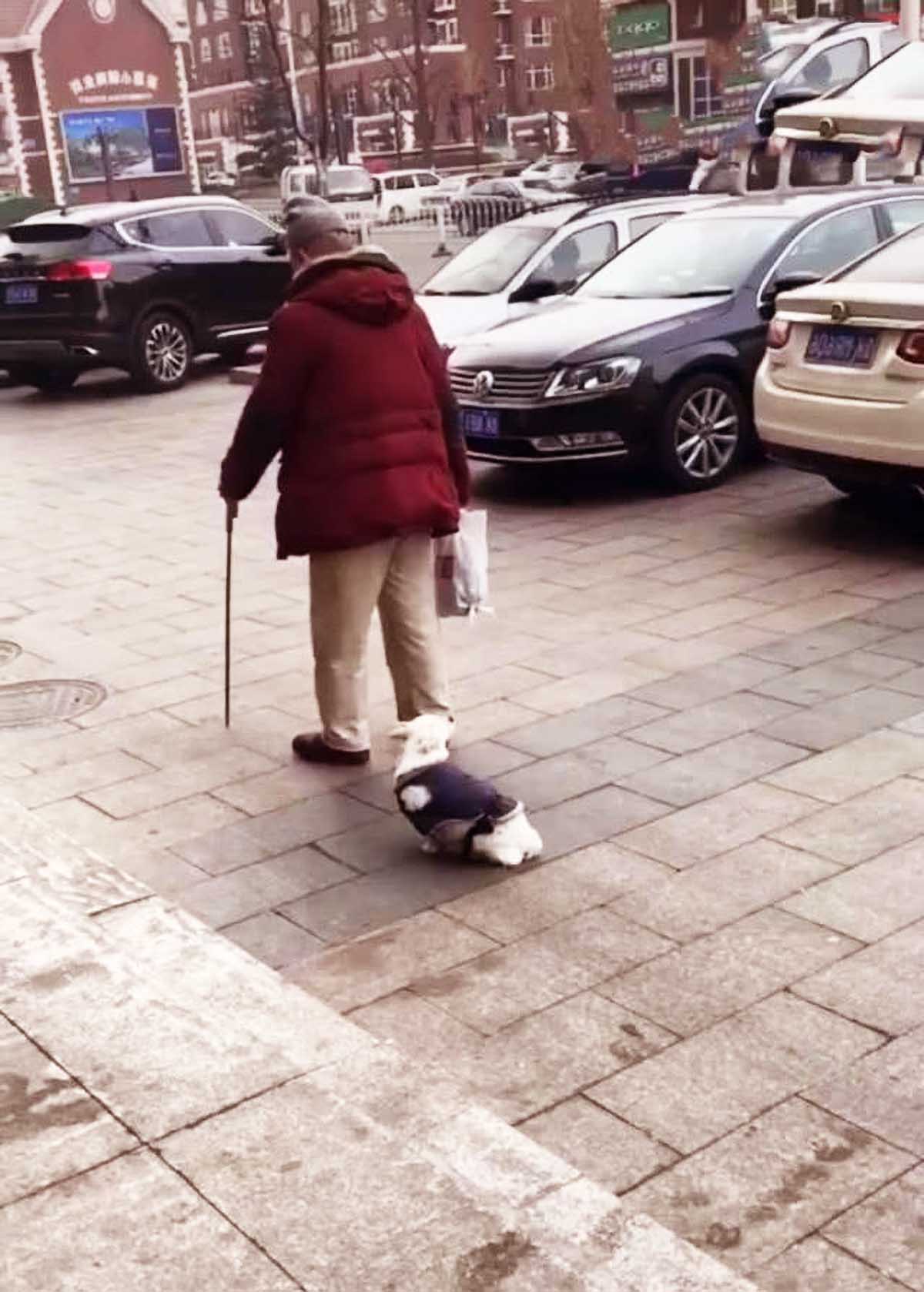 老人步履蹒跚，小狗在旁边守护不离不弃，画面温馨，却又让人反思