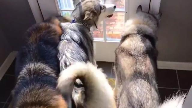 辟谣，不少大型犬其实比小型犬更温顺，却因体型常年遭误解