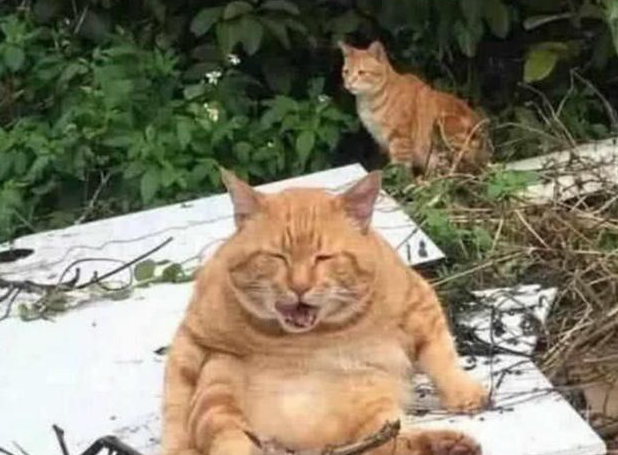 胖橘突然失踪, 几天后被找到主人忍不住笑喷: 没人喂你还能长胖?