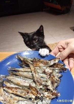坏主人在猫咪面前吃鱼，想动手自己拿却被主人制止，萌猫一脸不爽