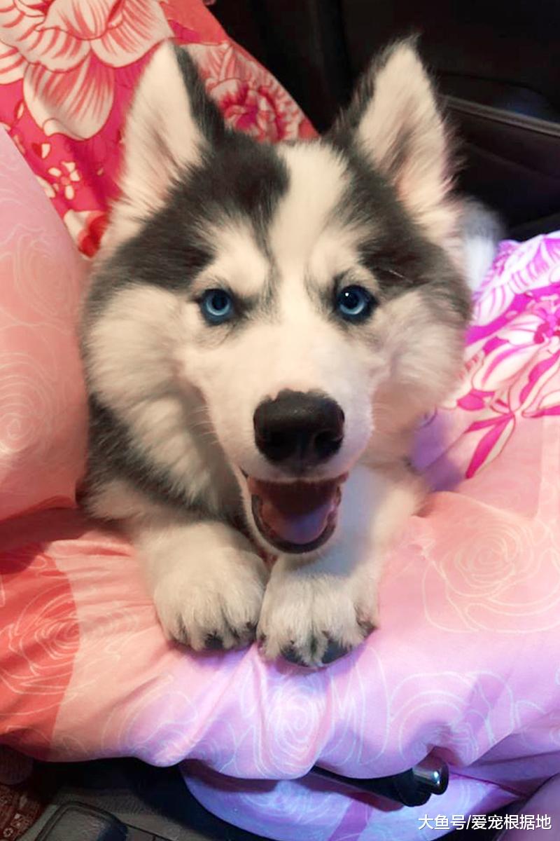 二哈拆家被主人逮个正着，看到它嘴里的东西，主人直接崩溃了