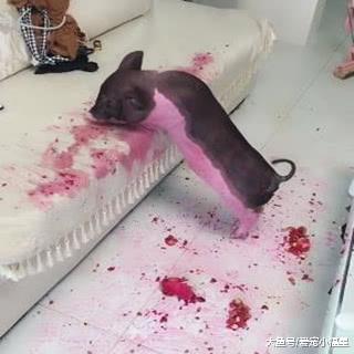 主人出门留小猪独自在家，回来后发现小猪变成了“艺术大师”！