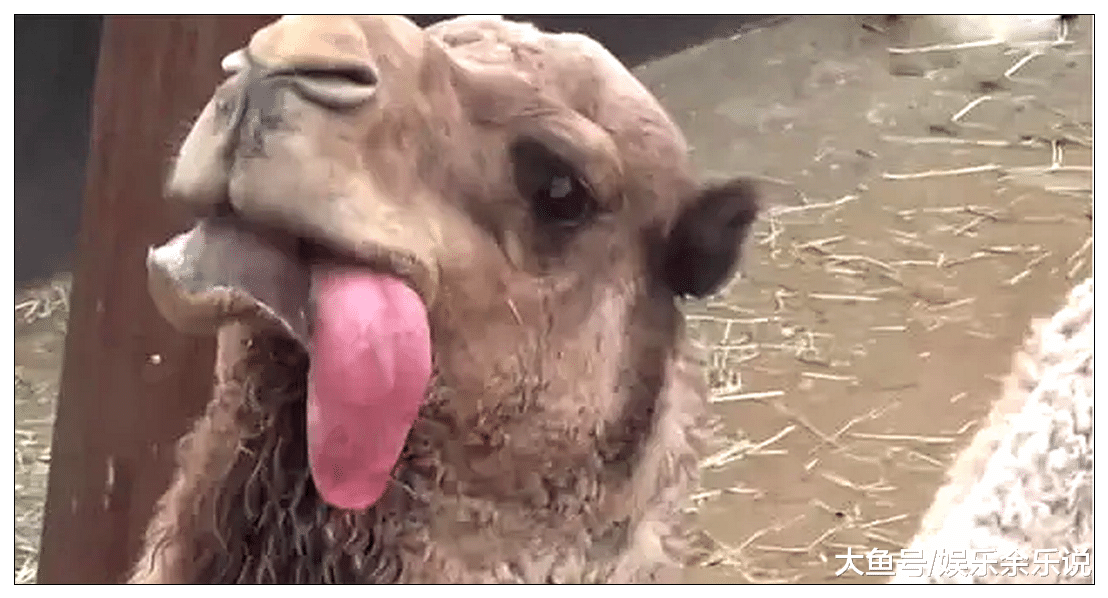 骆驼嚼食物正起劲，看到同伴从身边走过，突然嘴里蹦出粉色小肉球