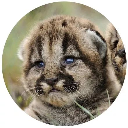 明明是我猫生的崽！怎么长得像隔壁老王的娃？