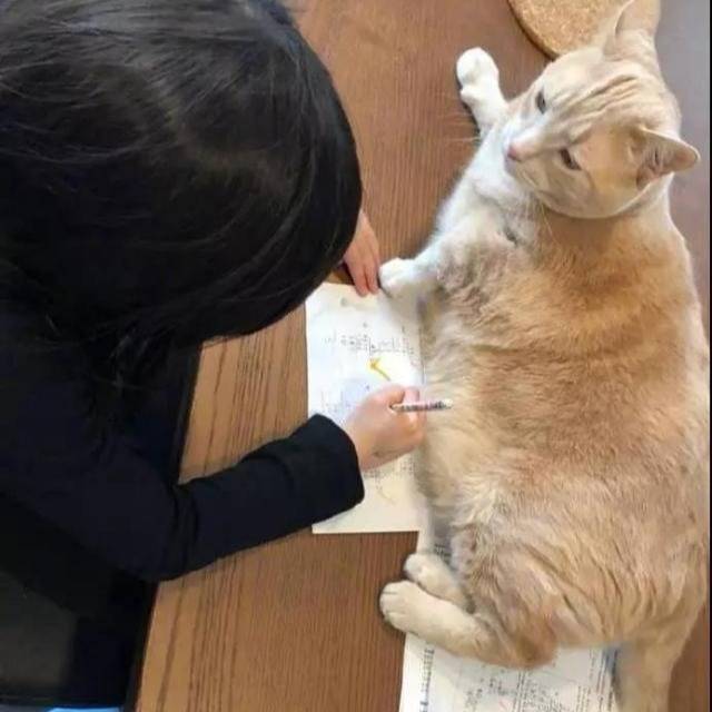 猫咪见小主人写作业，主动选择陪伴，最后被书本催眠了！