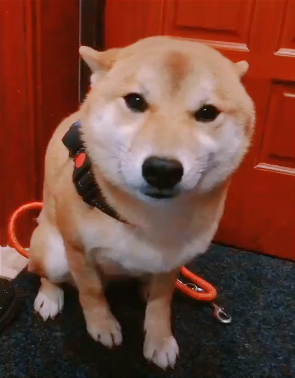 主人遛狗牵引绳意外绷断, 狗子放飞自我乱窜, 被捉后狗的反应亮了