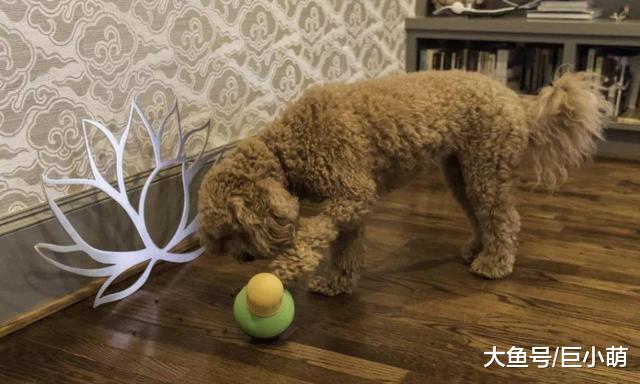 狗狗从不停止游戏，这5个狗狗玩具，让狗活到老玩到老