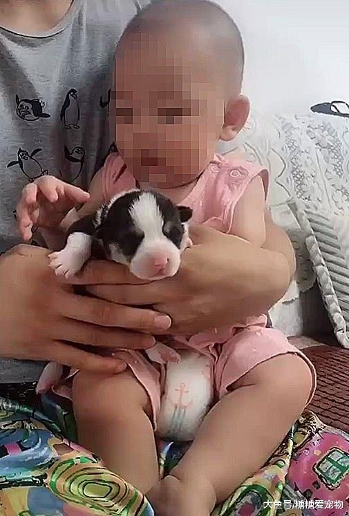 奶汪和小宝贝，你陪我出生我陪你长大，主人：要一起健康的长大哦