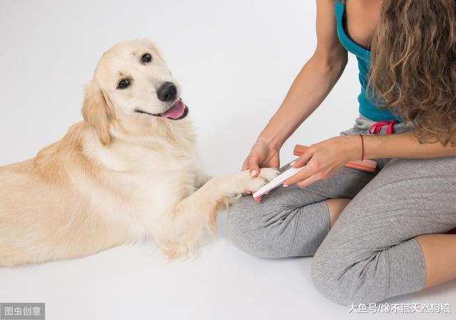 为什么狗狗不愿意给你摸爪子？真相有5个，讨厌你只是其一