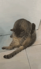 当初兴高采烈领养狸花猫的他们，后悔了：家里橘猫越来越瘦了