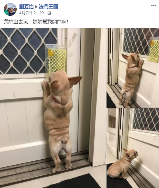 出门不带汪，小法斗趴门一脸可怜，确定不带我？