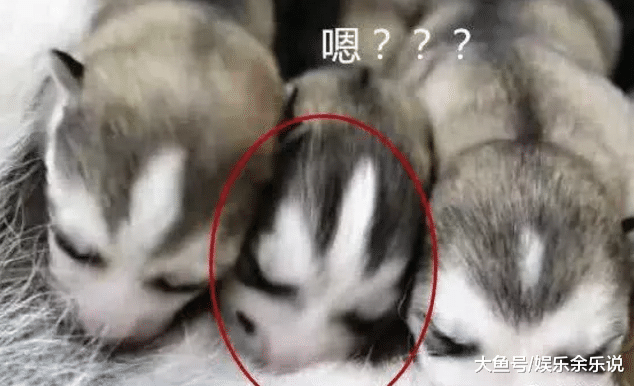 家里二哈生了小宝宝，吃奶的时候发现不对劲，仔细一看，是个媒婆