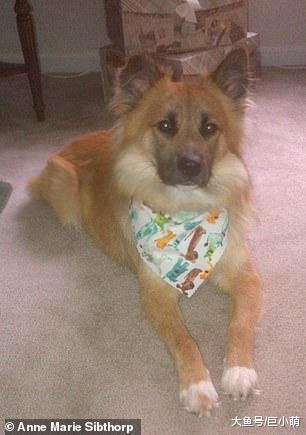 狗狗坐在病床前，超级乖巧静静等主人，但这次主人不会回来了