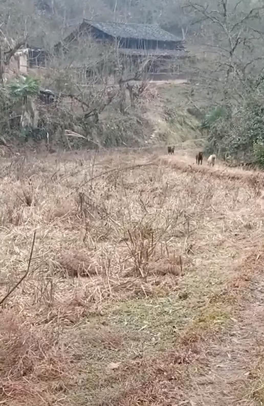 离家半年，男子走到村口大叫，远处跑来熟悉身影，狗：主人回来了