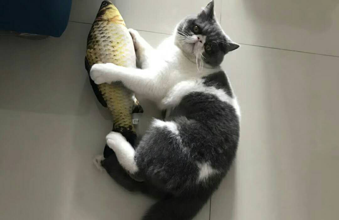 老猫看着长大的小白猫, 最后成了一对猫夫妻, 还生了两只小猫咪