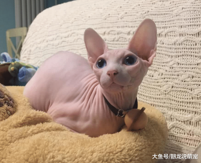 老人看不惯无毛猫，趁着孙女不在给它穿上衣服，看到这一切瞬间愣了