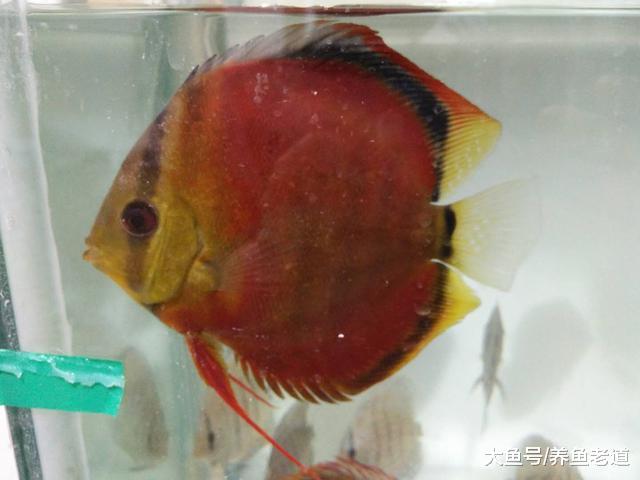 饲养观赏鱼必须有舍有得，否则我们会养的很累，那又有什么乐趣？