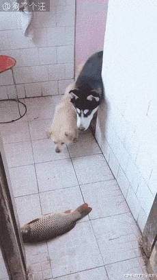 史上最可爱踢瓶盖挑战选手出现了