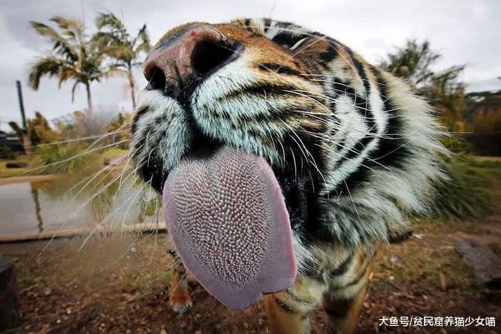 有趣的猫舌头，要是被老虎舔一下，会掉一层皮吗