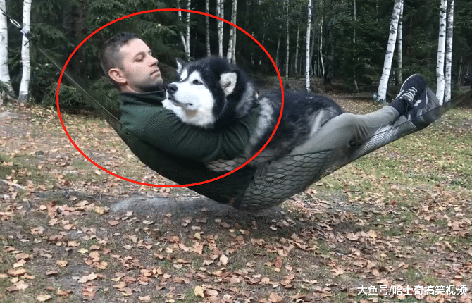 狗狗在哪睡最舒服？当然是主人的肚子上，都忘记自己长大了