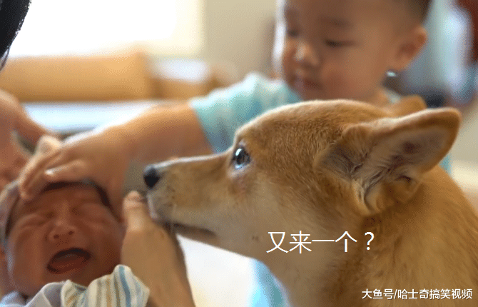 柴犬照顾宝宝一年多，没想到主人又生了二胎，狗子要累垮了