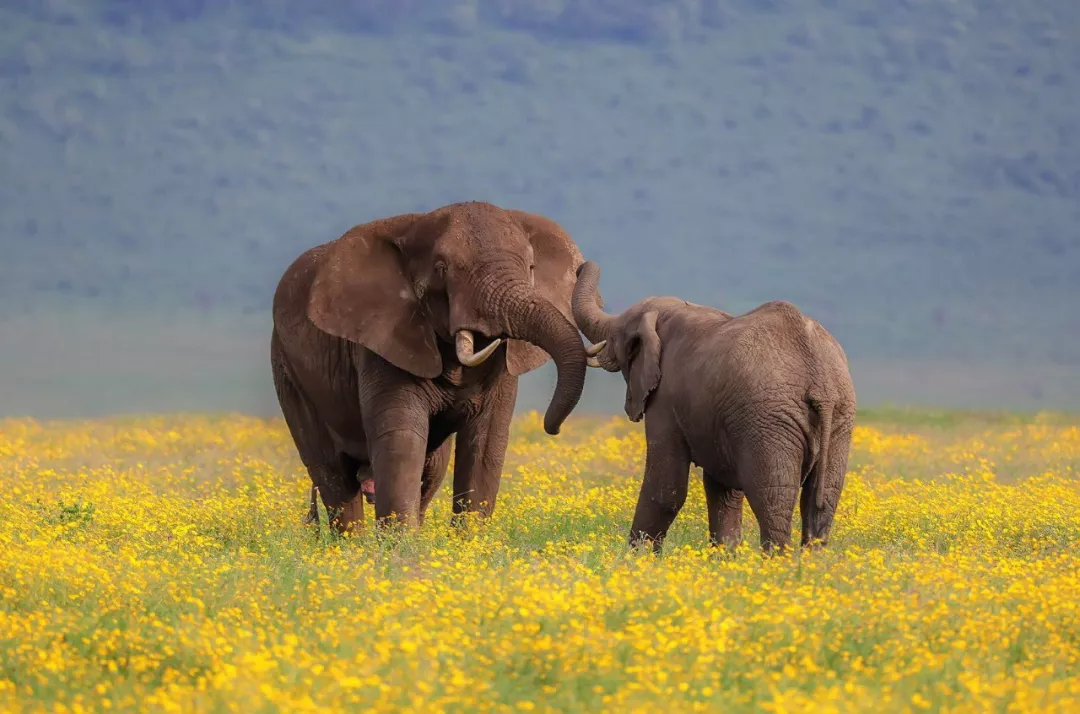 遭遇肯尼亚（一）跟着肖戈拍大象