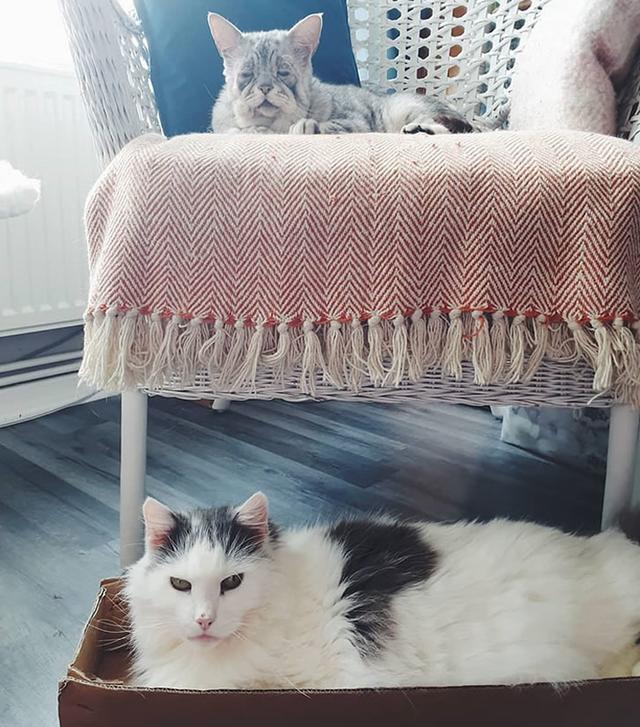 猫咪出生就像15岁老猫，脸上的肉都垂下来，新主人却觉得可爱