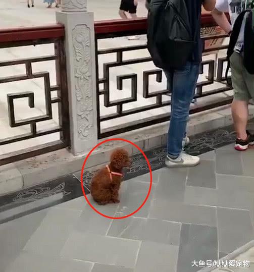 主人带狗狗买奶茶，想去逛街让狗狗排队，狗狗：你不怕失去我吗？