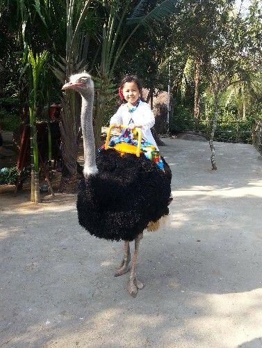 高速路上冒险救回两个小野鸭，越养个头越大，比他的儿子长得还快