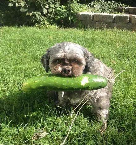 哈士奇抓了一只蜥蜴回家，女主人看到不淡定了！