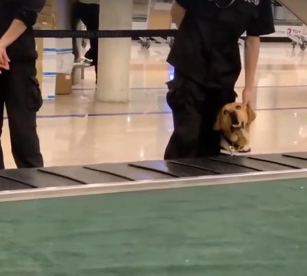 新手警犬刚上班太紧张，不停向训导员撒娇，而旁边老狗呼呼大睡