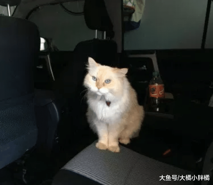 相伴17年的爱猫去世，主人无法从悲痛中走出，邻居猫帮他走出悲伤