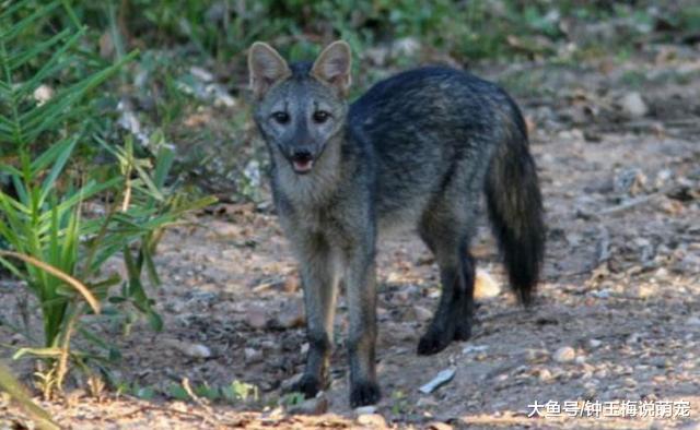 女孩在野外捡了一窝小奶狗，带回家养了7天，发现好像有点不对