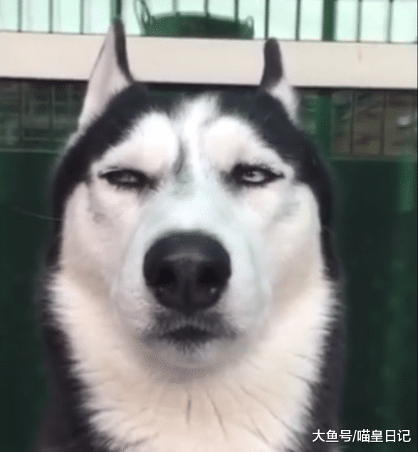 哈士奇是糟心排行榜第一的宠物？这四种猫咪作起来，丝毫不逊二哈