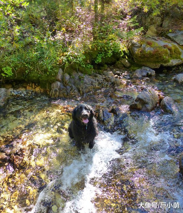 带狗狗去爬山，回来惹一身虫子，主人最好就事先准备好这些！