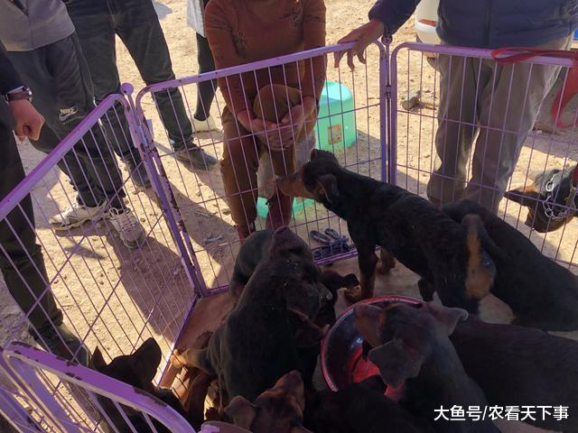 莱州红犬引来多人围观, 买主直言“这狗一身的虫, 怎么养? ”