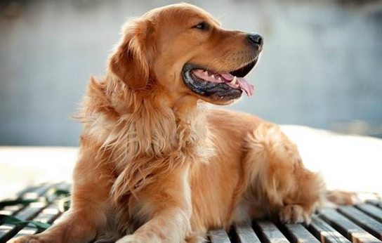 照看狗狗可不能做这五件事，不然它们很容易生病，大家有中几条吗