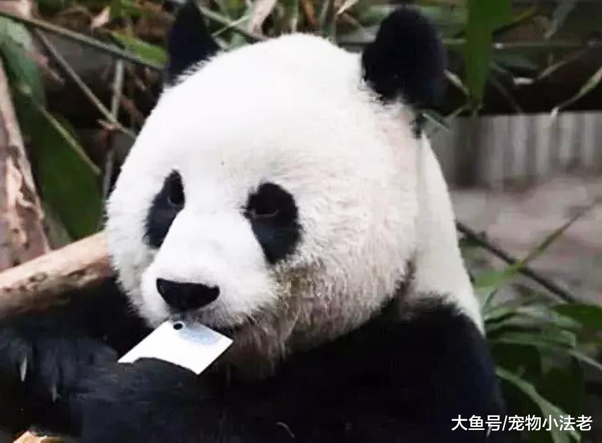 动物园人员粗心大意，忘收菜刀，当看到熊猫举动时，吓出一身冷汗