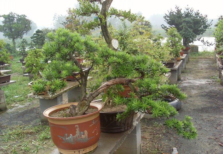 如何养护罗汉松盆景，需要注意这些方法就好了