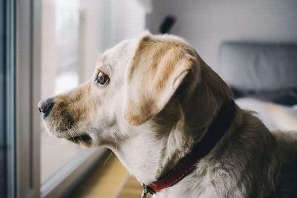 为什么狗狗总是喜欢待在窗边，往外面看？其实答案非常简单！