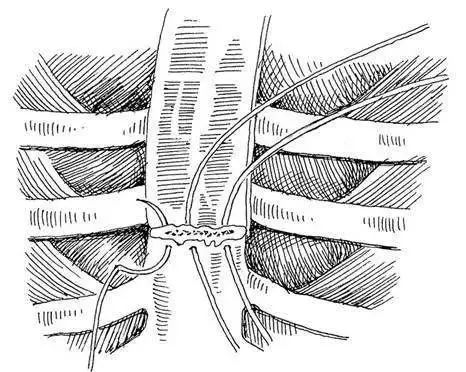 猫咪狗狗骨折了怎么办？扒一扒宠物“骨子里”的那些事