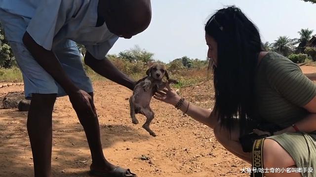 活不过两天的小流浪狗遇到好心人了，狗生的道路也这么大起大落