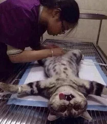 皮的下场，瞧这绝望的小眼神儿