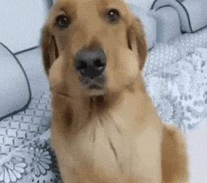 爆笑GIF图：如果你想和女朋友分手了可以试试这个大招!