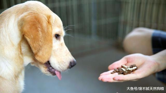 狗狗驱虫讲究多，这4大禁忌，宠主不要再犯了