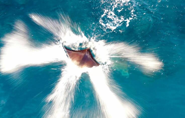 鯨魚死后“鯨爆”的威力有多強？專家：宛若一種生化武器