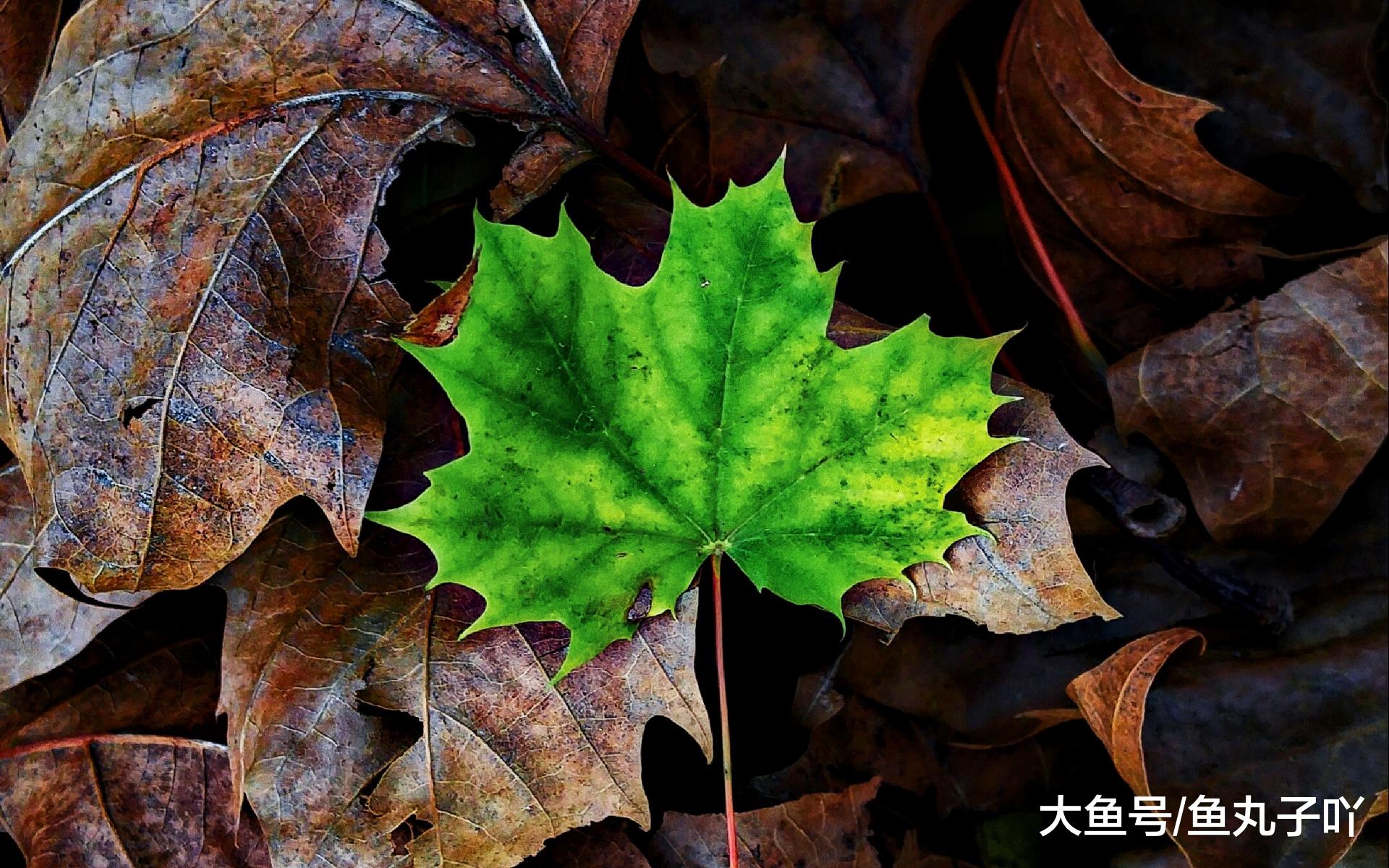 孩子的属相是这三个，长大后有所出息，为家庭添财运增福气