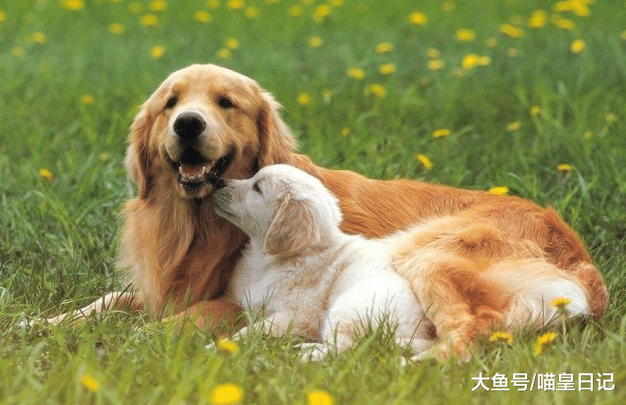 如何照顾怀孕的狗狗? 主人做好这五件事, 狗狗才能顺利生产!